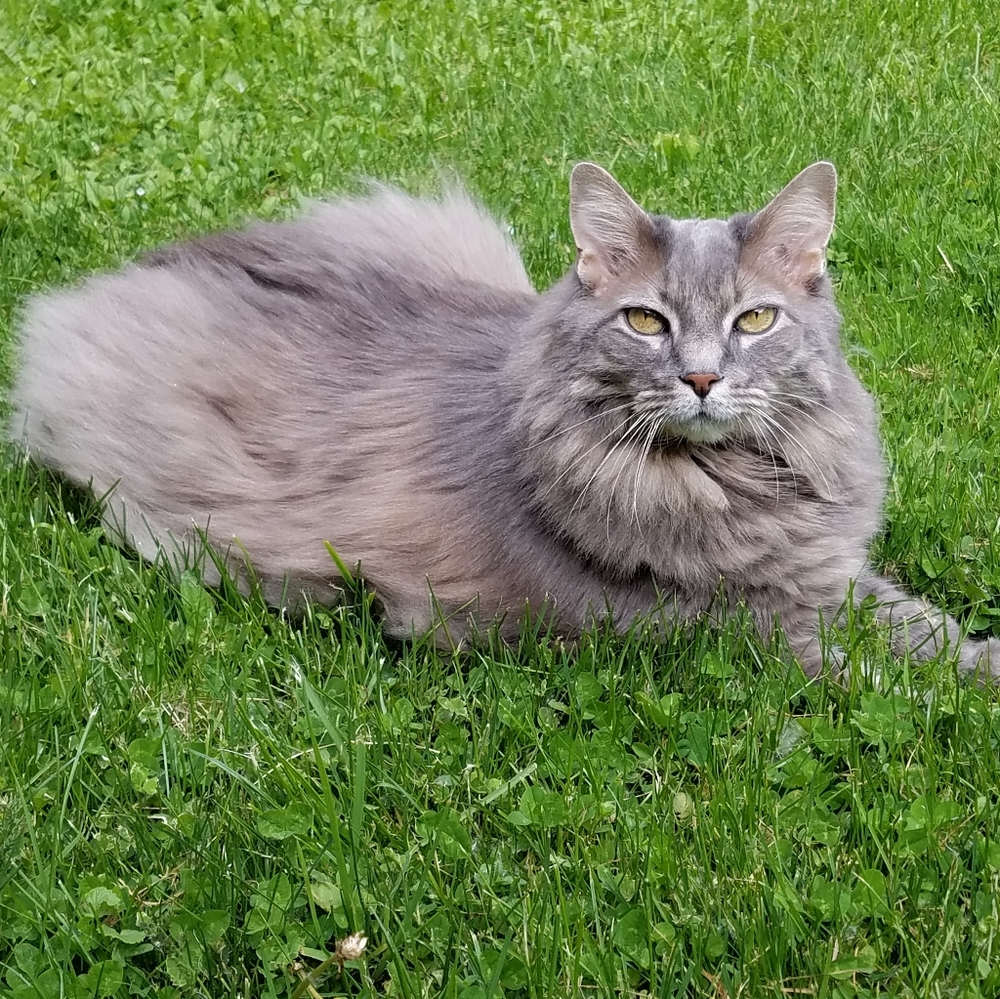 Meet your Posher, Dawn